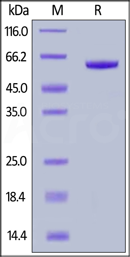 FG1-H5258-sds