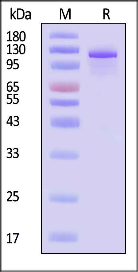 FG1-H82F6-sds