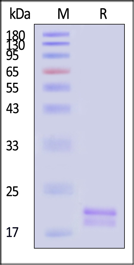 GA3-H82E3-sds
