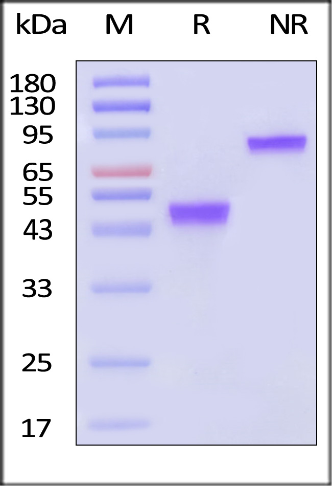 GDF-15 SDS-PAGE