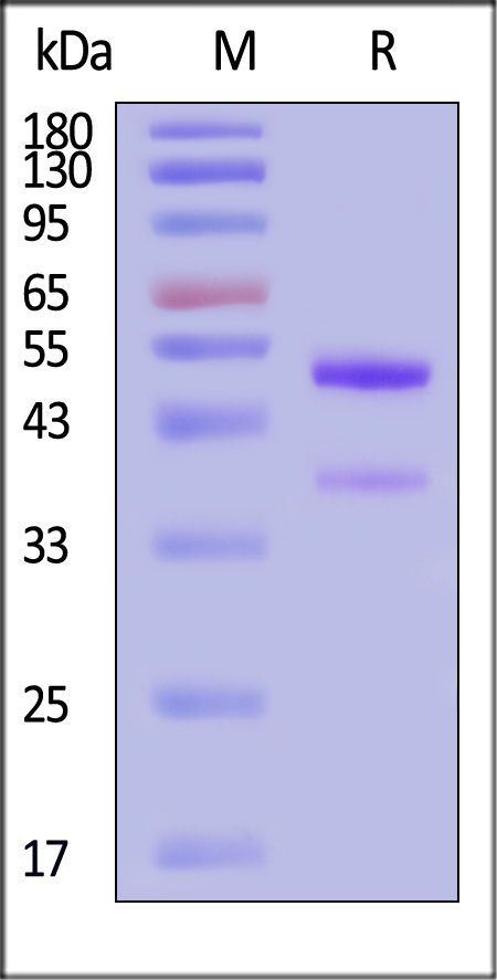 GD8-C5243-sds