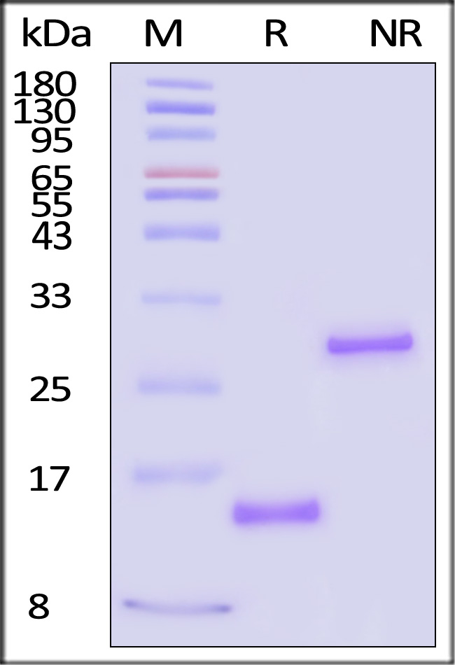 GDF-H5118-sds