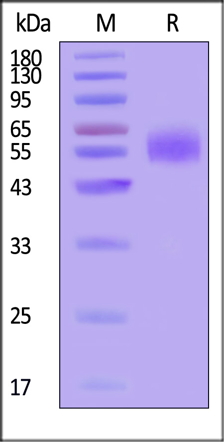 GIL-H524a-sds
