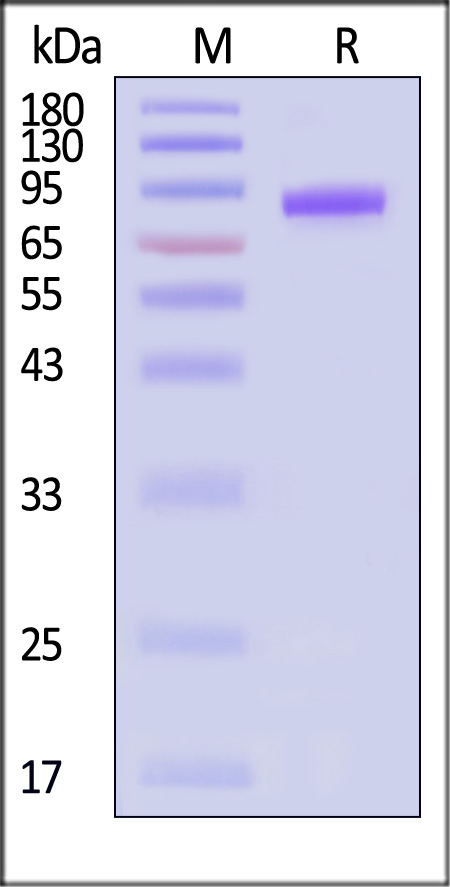 GIL-H5263-sds