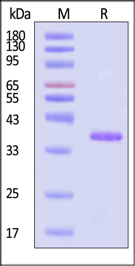 GLG-V5144-sds