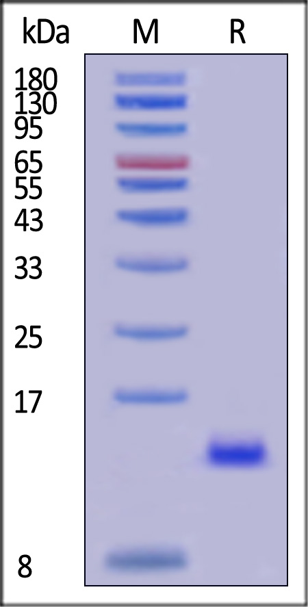 GMP-BM4H18-sds