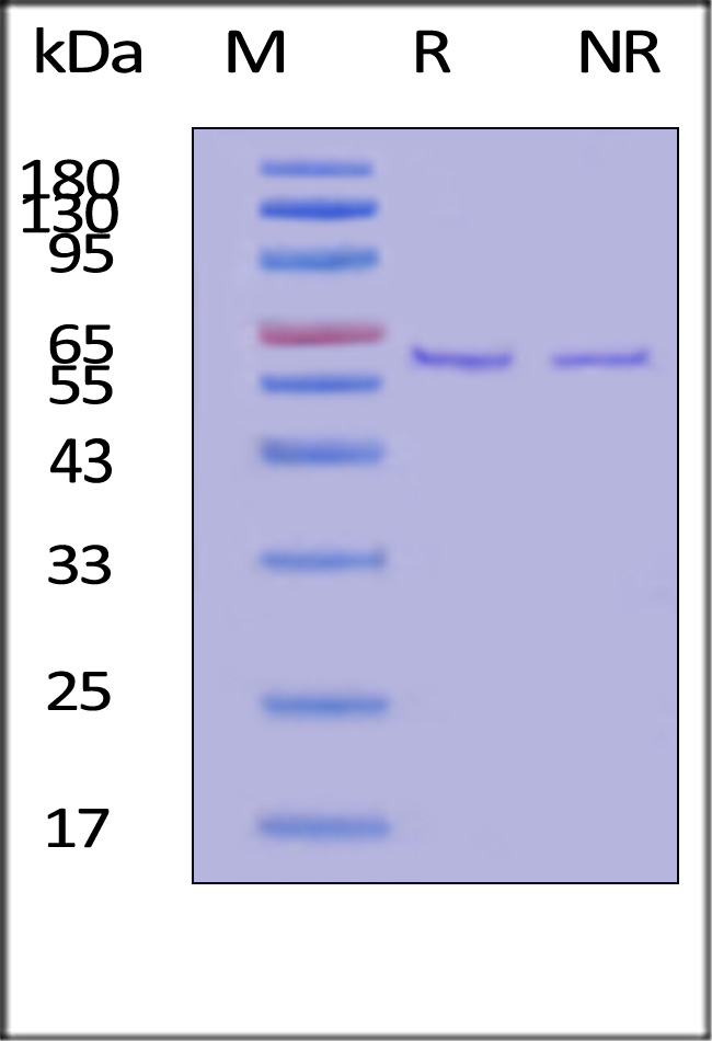 GMP-FINH18-sds