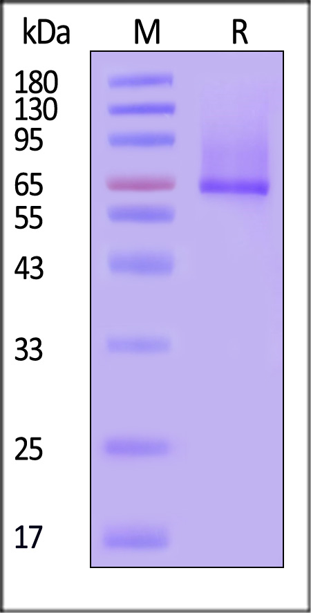 GP1-H52H9-sds
