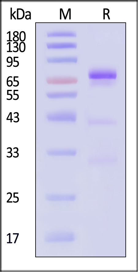 GP3-H52H8-sds