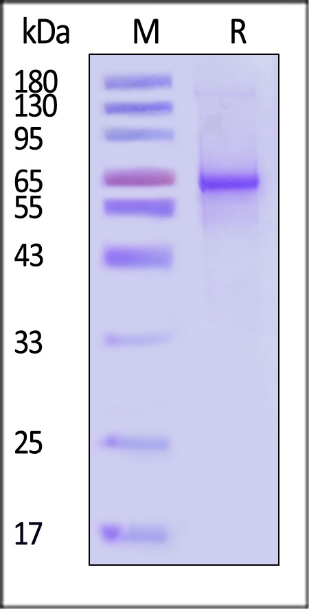 GS1-H51H3-sds