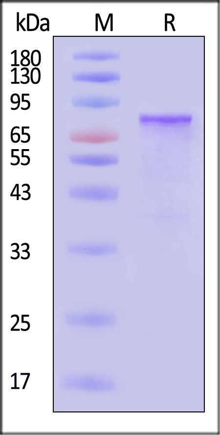 GY1-H51H3-sds