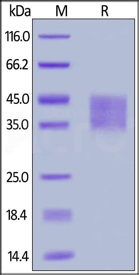 IF2-H5224-sds