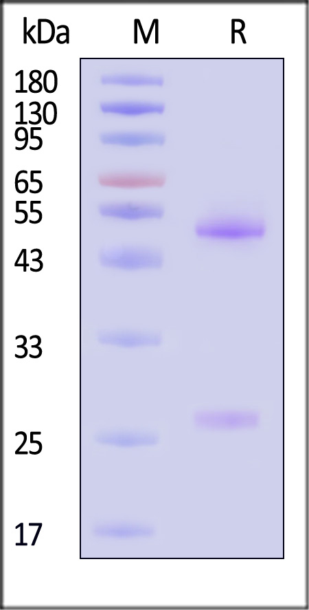 IFN-S138-sds
