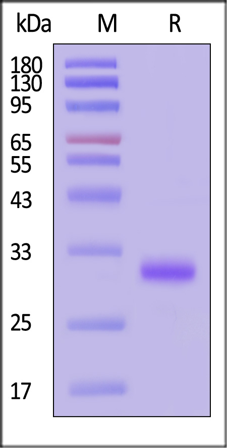 IG3-M5214-sds