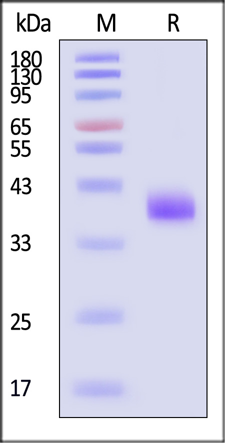 IG5-H82D3-sds