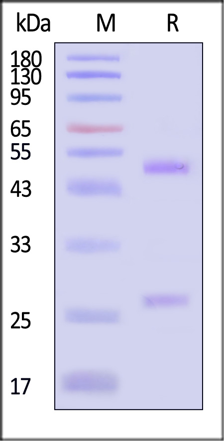 IGG-BLY69-sds