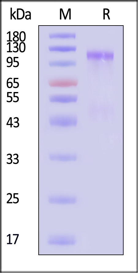 IGR-C82H3-sds