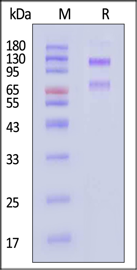 IGR-H5253-sds