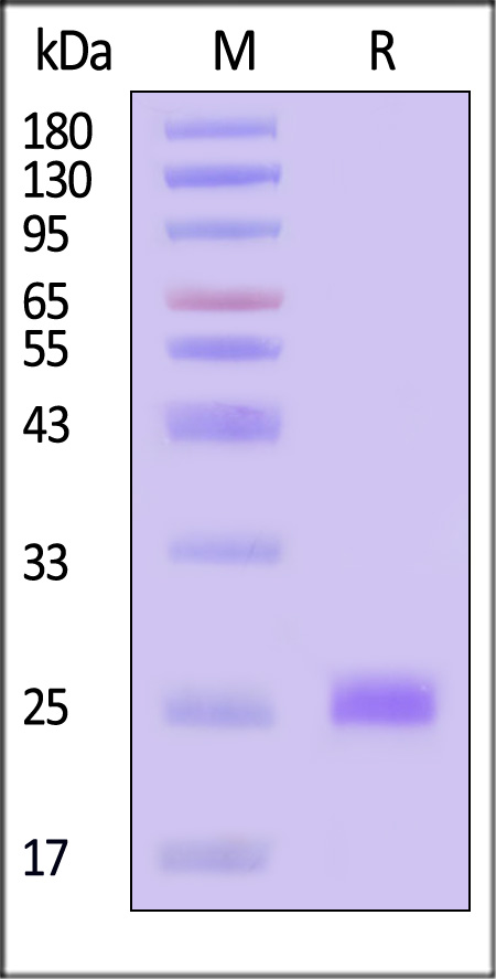 IL0-H82Q3-sds