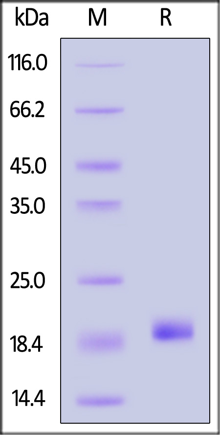 IL1-C52H9-sds