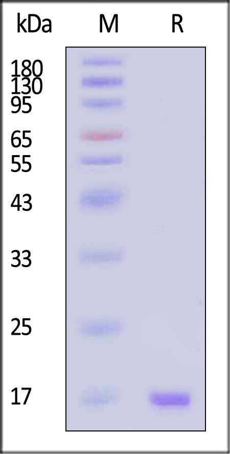 IL1-H5213-sds