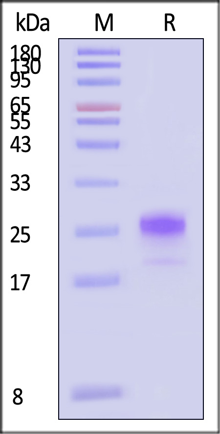 IL1-M52H3-sds