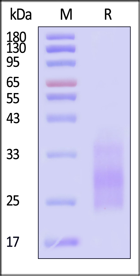 IL1-M82Q9-sds