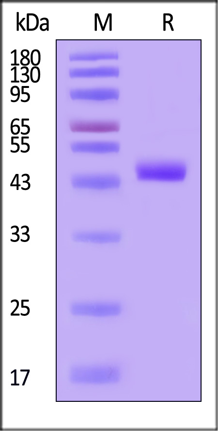 IL2-H5269-sds