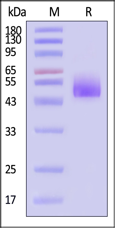 IL2-H82E6-sds