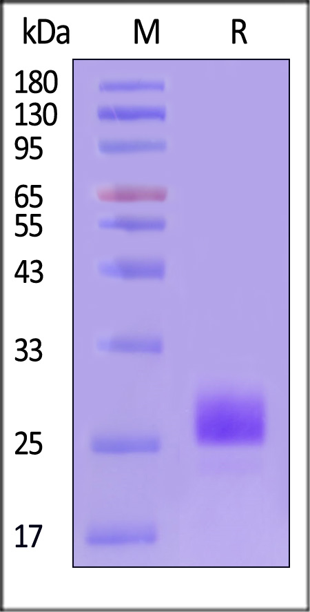 IL3-H52H6-sds