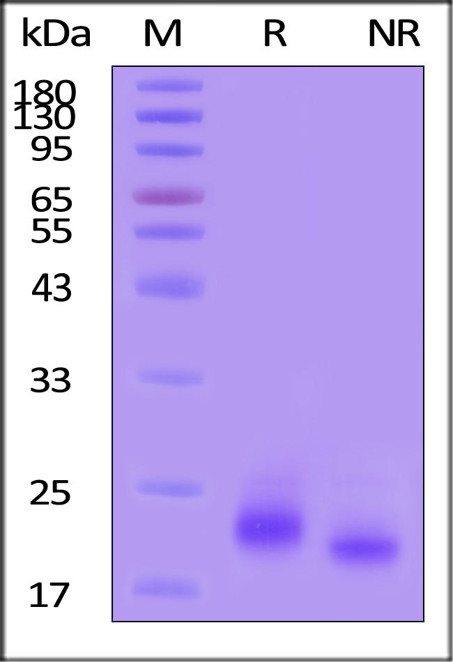 IL4-H82E0-sds