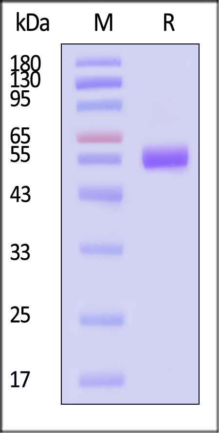 IL5-H5256-sds