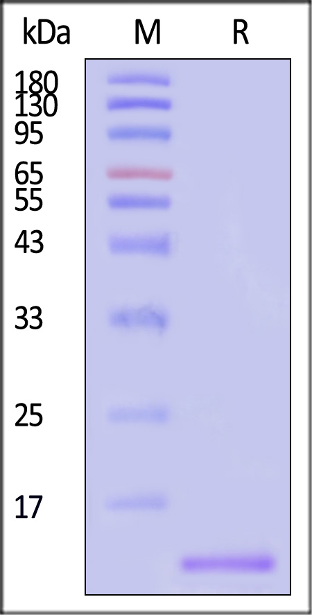 IL5-M51H3-sds