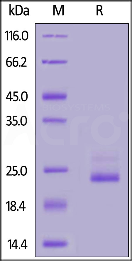 IL6-H4218-sds