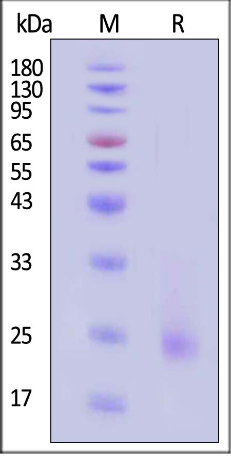 IL6-H8218-sds