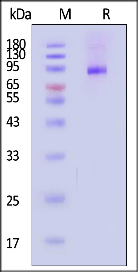 ILB-H82E4-sds