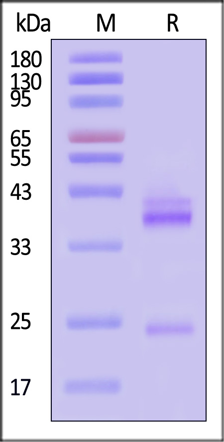 ILB-H82W6-sds