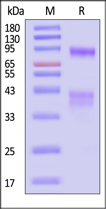 ILG-C52W4-sds