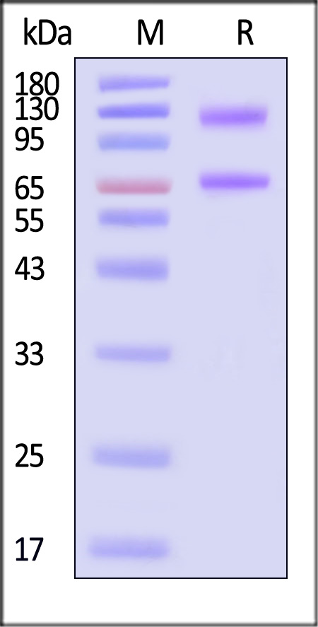 ILG-C82F5-sds