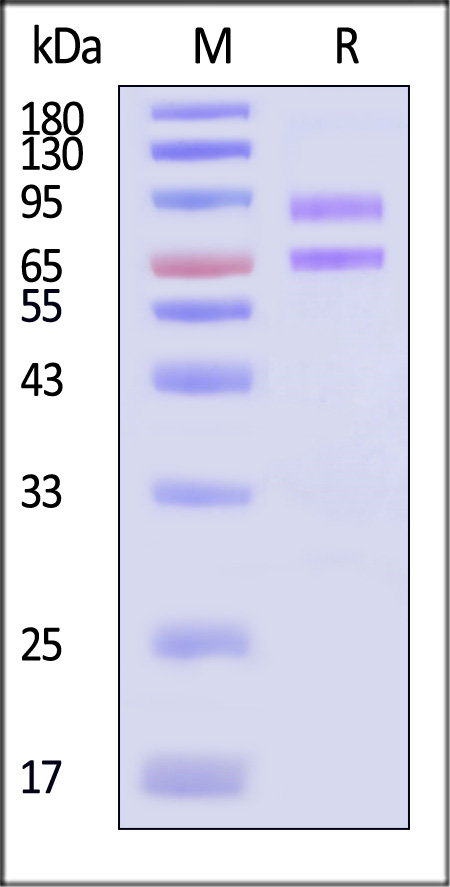 ILG-R82F3-sds
