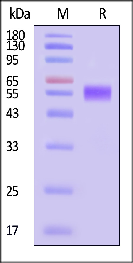 ILP-H5225-sds