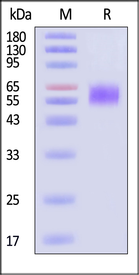 ILR-H82E5-sds