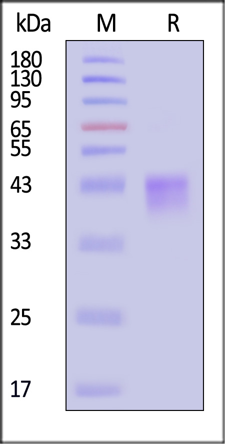 ILR-R52H4-sds