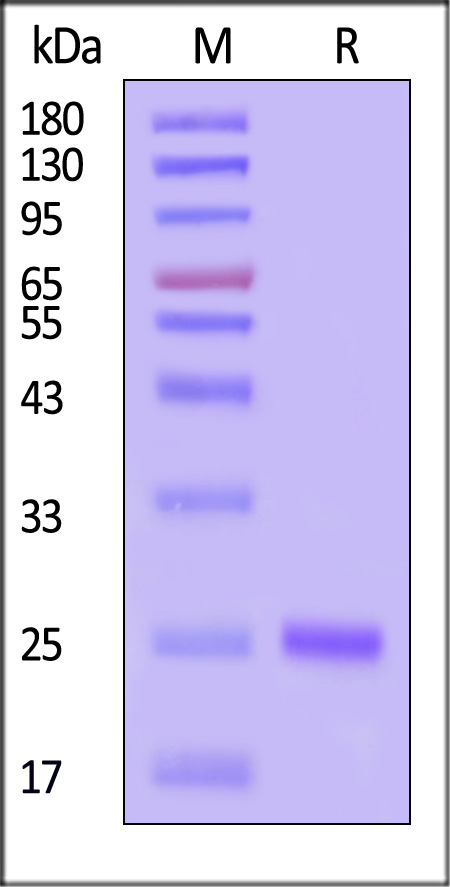 INN-Y5144-sds