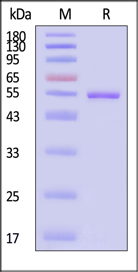 INN-Y5146-sds