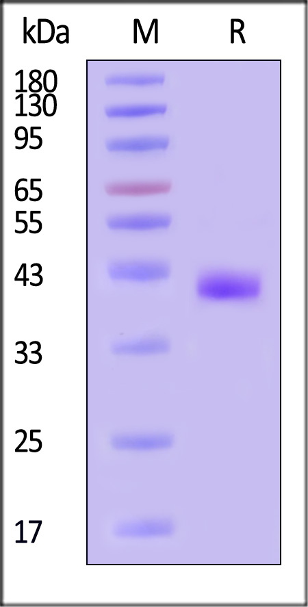IT1-H5253-sds