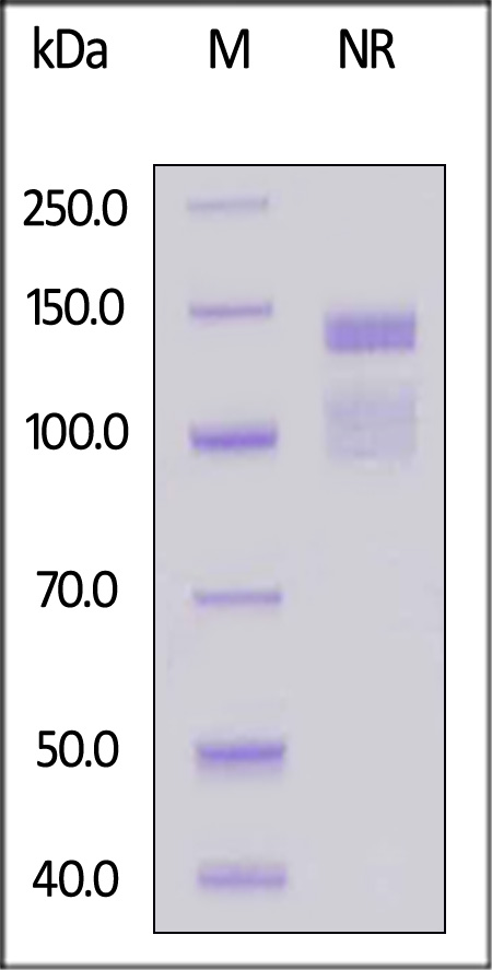 IT1-H52E1-sds