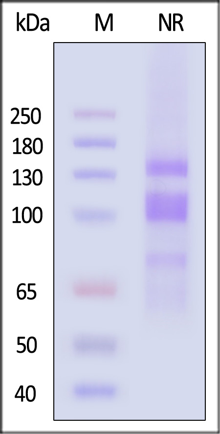 IT1-H52W1-sds