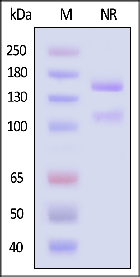 IT1-H52W6-sds