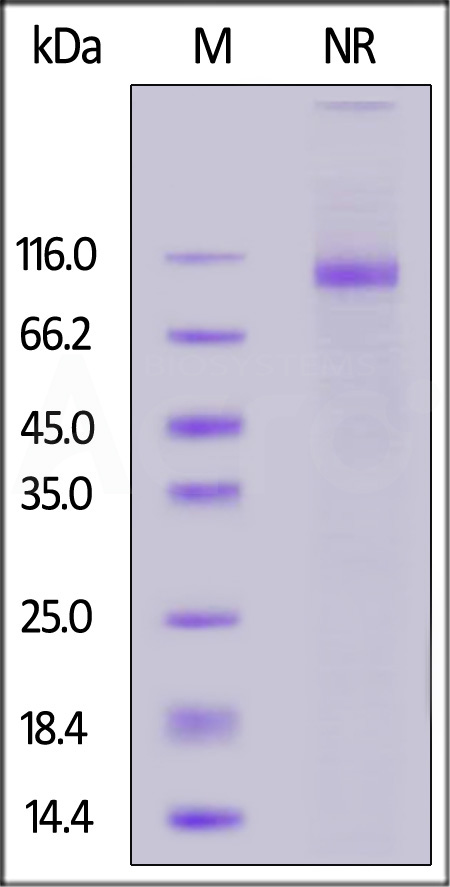 IT1-H82W5-sds